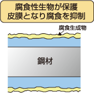 腐食性生物が保護被膜となり腐食を抑制
